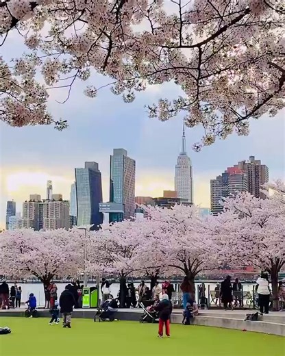 🌸 Is cherry blossom season still going strong in Japan? 🇯🇵 Here in Queens, New York, several beautiful Yoshino cherry trees outline Manhattan’s skyline perfectly.They’re in full bloom right now