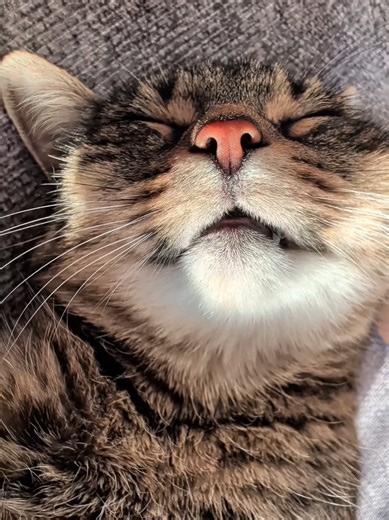 Happy Fluffy Misti Thursday ✨💓💤💓✨ #cat #cats #asmr #fyp