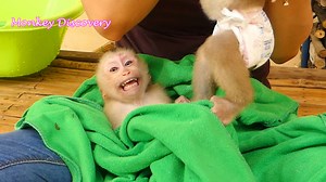 Baby Sono Crying When Mom Break Him From Baby Lion | Monkey Kid