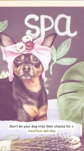 2.4K views |  Attention, Witney Pet Parents!  Is your beloved...