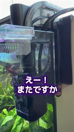 トランスルーセントグラスキャットの飼い方