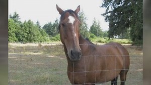 RCMP investigating horse shooting on Vancouver Island