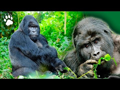 GORILLAS Rewilded: The Gabon Reintroduction Challenge | Wildlife Documentary