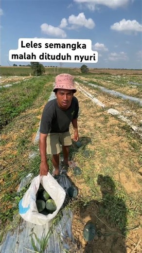 Leles semangka malah dituduh nyuri #pertanian #semangka