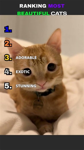TOP 5 MOST BEAUTIFUL CATS 😻🔥