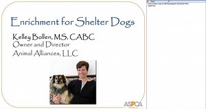 Enrichment for Shelter Dogs