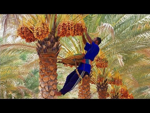 Dates Palm Harvesting Made Easy - Shaking Machine & Modern Packing Technology