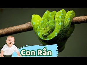 Dạy Bé Học Nói Con Vật Tiếng Việt | Con Rắn | Học cùng Jin