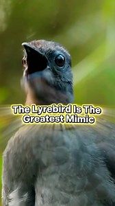 “The Bird That Can Copy ANY Sound — Meet the Lyrebird 🎤✨ #Lyrebird #WildlifeReels #NatureIsAmazing #BirdWatching | Pawsand tales