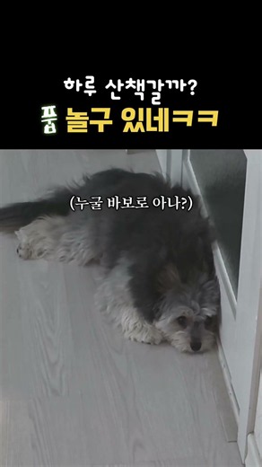 베테랑 강아지 조하루ㅋㅋ #부당거래 #dogshorts