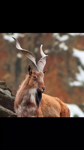 #National Animal of Pakistan 🇵🇰 Markhor | National Geographic Pakistan - Animals, Birds & Wild Life of Pakistan.