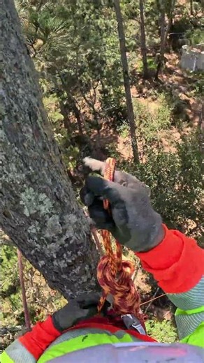 "El truco de la bola de soga que casi nadie usa para alcanzar ramas altas (y se desata sola)" #treew