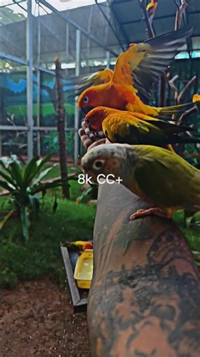 140p to 8k CC+ Transform #birds #exotic #140 #8k #shorts