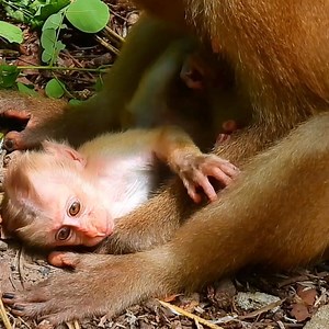 4.4K views · 62 reactions | Cute Monkey Family Adventures That Will Make You Smile | LE LE One | Facebook