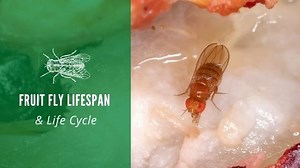 Fruit Fly Lifespan & Life Cycle: How Long do Fruit Flies Live?