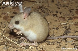 Hopping mouse - Alchetron, The Free Social Encyclopedia