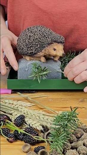 🍂🦔 Pure autumn feeling 🦔🍂