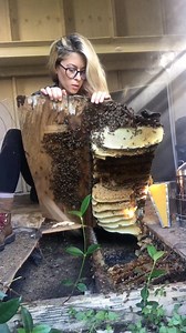 ERIKA THOMPSON | THE BEE LADY on Instagram: "Bees had been living in this backyard shed for at least two years. The landlord wanted to call an exterminator, but the family who lived here wanted to save the bees so they called me! #bees #beekeeping #beekeeper #savethebees #savetheplanet"