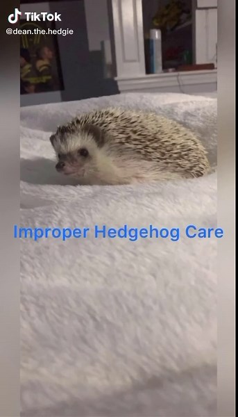 Hedgehog Care Tips: What Not to Do with Your Pet Hedgehog