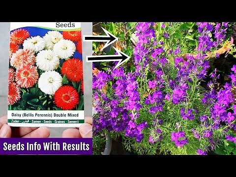 Where to Find CHEAPEST & BEST Quality Flower SEEDS?