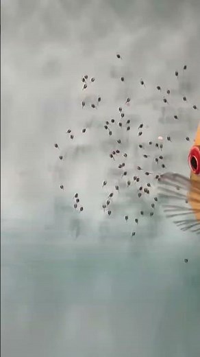 Discus eggs hatched day 3