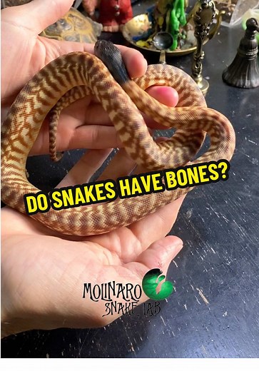 I’ve been asked many times if snake have bones! It’s their bones that give them their flexibility and strength! 👉 “Join the Molinaro Snake Lab family on Patreon for first dibs on available snakes, answers to your snake questions, exclusive content, and more!” Visit: www.molinarosnakelab.com #molinarosnakelab #snakecare #thanksgiving #python #snakefacts