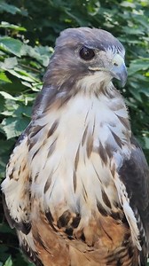 48K views · 3.3K reactions | Jake, a Red-tailed Hawk and Raptor-in-Residence here at the Alaska Raptor Center, is currently going through his molting process. Molting is a natural and vital part of a bird's life cycle, where old feathers are shed to make way for new ones. This ensures that Jake continues to look as majestic as ever! Keep an eye out for Jake's fresh new feathers next time you visit! #Hawk #MoltingJourney #BirdsOfPrey | Alaska Raptor Center | Facebook