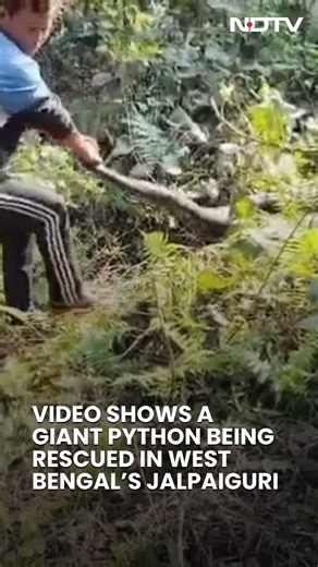 NDTV on Instagram: "West Bengal: Giant 15-Foot Python Sparks Panic, Forest Team Rescues Snake from Residential Area"