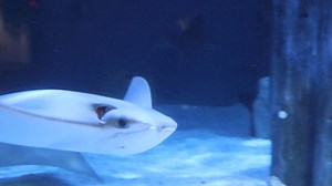 2.9K views · 113 reactions | Today we’re shining a light on over 1,200 diverse species with the celebration of Shark & Ray Awareness Day! Myths about sharks and rays are bountiful. More so then sharks themselves. Despite the diversity in species the facts remains that sharks are at a risk for extinction. Learning all you can about sharks, skates and rays is one way you can help! | Mystic Aquarium | Facebook