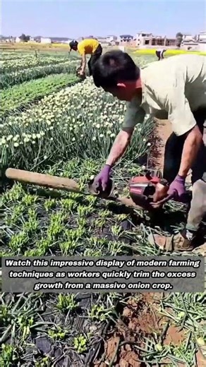Efficient Agricultural Techniques For Trimming Large Scale Onion Crops