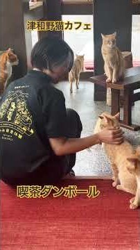 Do You Talk to Your Cats? [Tsuwano Cat Cafe Kissa Danboru]