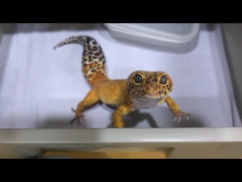 레게, 크레들 먹방 2025.10.08