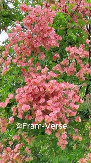 Koelreuteria tree benifits #Koelreuteria #farming #tree #benifits