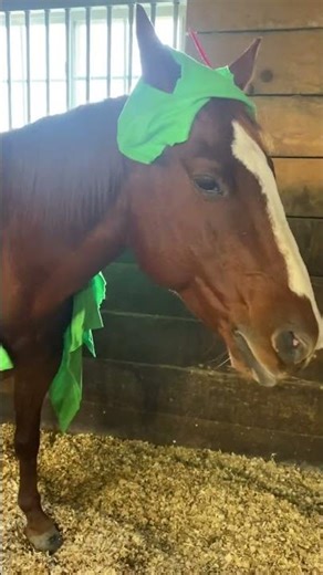 Pony’s Peter Pan Costume Energy: 0/10 😂🐴 #horse
