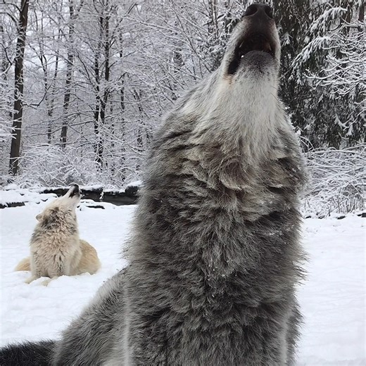 Peace begins with a howl ❤️ | Wolf Conservation Center