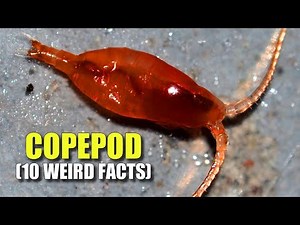Copepods 🦀 (10 FACTS You NEVER KNEW)