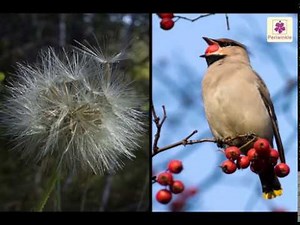 Dispersal of Seeds Video Lecture - Year 5