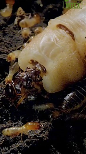 🚫Don't let these silent destroyers cost you lakhs in repairs! Our Natural Termite Killer Spray stops the damage NOW⚠️ ✅ Safe, plant-based formula - no toxic fumes ✅ Used in hospitals, hotels & homes across India ✅ Kills termites instantly on contact ✅ Prevents new infestations for 20 days Shop Now👉🏻 https://www.mitex.co.in/products/termite-killer-spray-for-long-lasting-protection | Pest Control