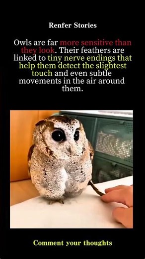 Why Owls Are So Sensitive to Touch