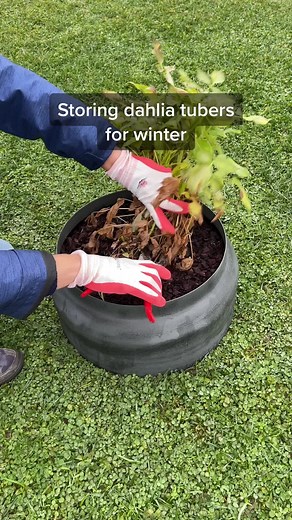 Storing Dahlia Bulbs for Winter