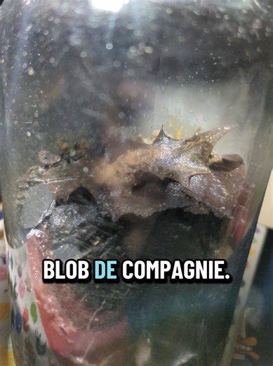 Découvrez mon blob, l'extraterrestre des terrariums !