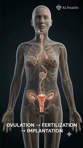 What Happens During Human Reproduction? 🧬 The Complete Journey #Shorts #reproduction #anatomy