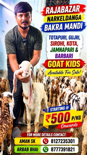 ₹500P/Kg Baby Goat For Sale #goat #babygoats #bakramandi #sirohigoat #totapurigoat #barbara #shorts