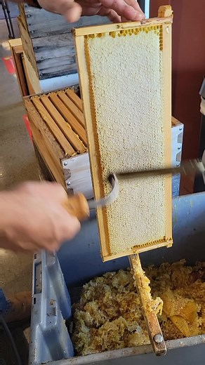 Beekeeping ASMR - Honey Bee Harvesting and Beecharmer