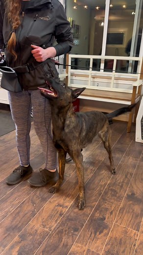 Training Your Sport Dog: Heeling Stick Techniques