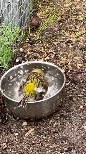 1.5M views · 10K reactions | Water changes = bath time! (Captured in slomo for your enjoyment.) Yep, they do have a dedicated bath in the aviary. Yep, they prefer to use the bowls 臘‍♀️ #accessibility video description: a silver bowl of water sits on the ground in the canary aviary, against the wire. In slow motion, a canary dips in and out, shaking their feathers, splashing about. Another canary joins near the end. | Little Beaks | Facebook