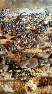 755K views · 10K reactions | Growing mushrooms with corn cobs #garden #gardening #planting #gardeningtips #farming #mushroom #corncob | Franklin Morales | Facebook