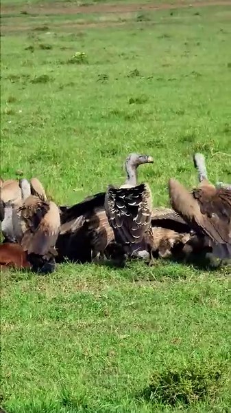 Shocking Vultures Feast On Recent Kill In Wilderness