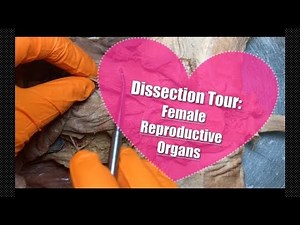 Dissection Tour: Female Reproductive System
