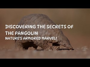 Discovering the Secrets of the Pangolin: Nature's Armored Marvel
